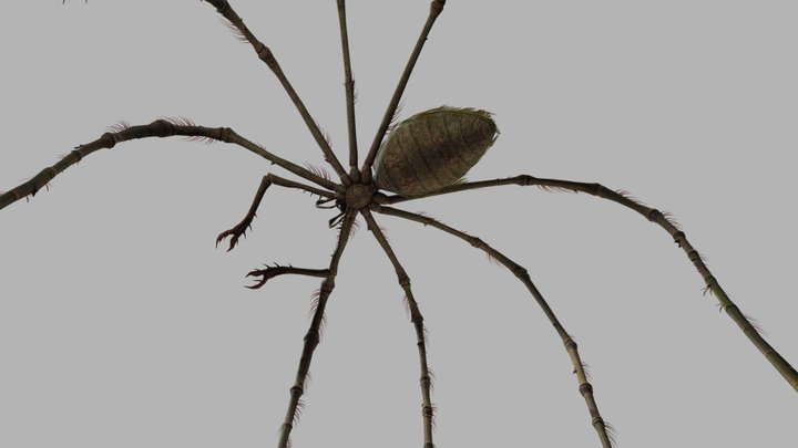Mother LongLegs 3D Model