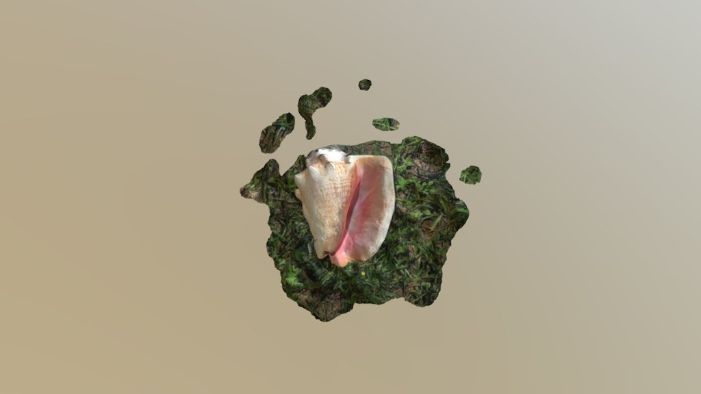 Shell