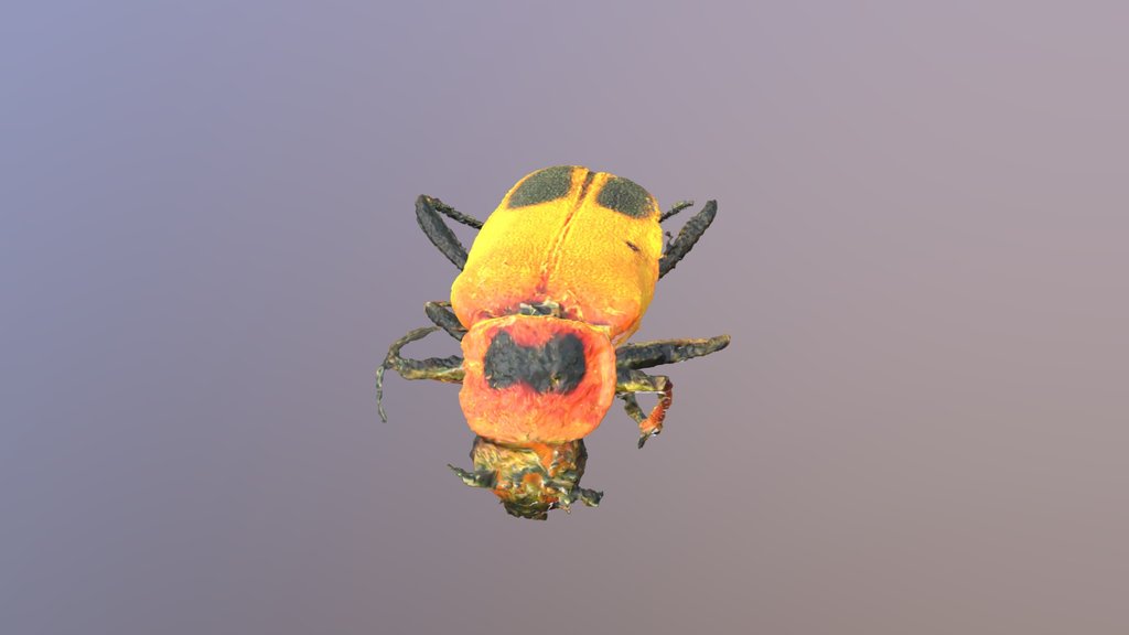Fake wasp? PS: AHHHHHHHHHHHHHH
