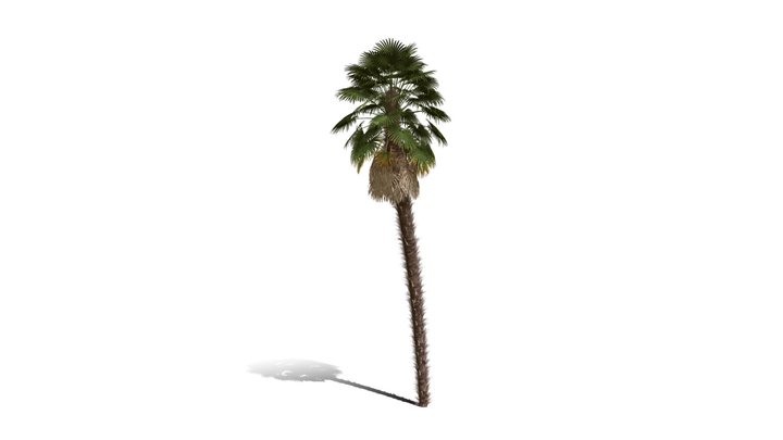 Realistic HD Windmill palm (19/25) 3D Model