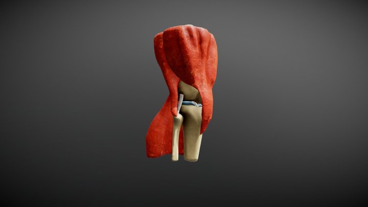 Knee Model 3D Model