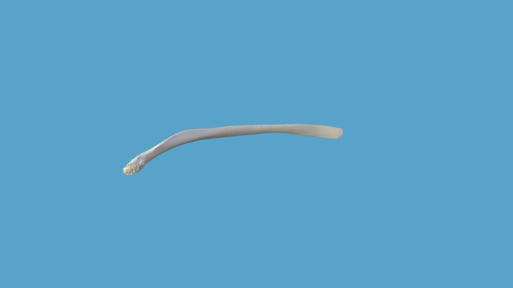 Orca Rib - 3D model by noyocenter [c8dbbb1] - Sketchfab