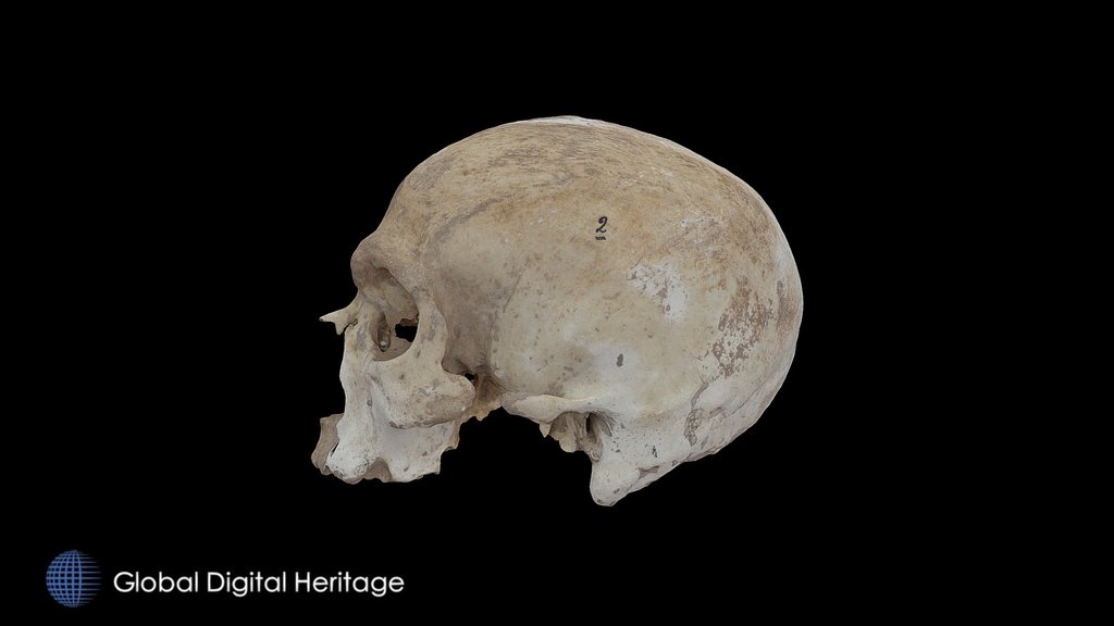 Escoural Cave Skull, Portugal