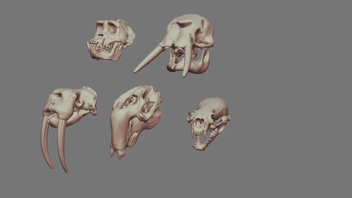 Skull Pack 2 3D Model