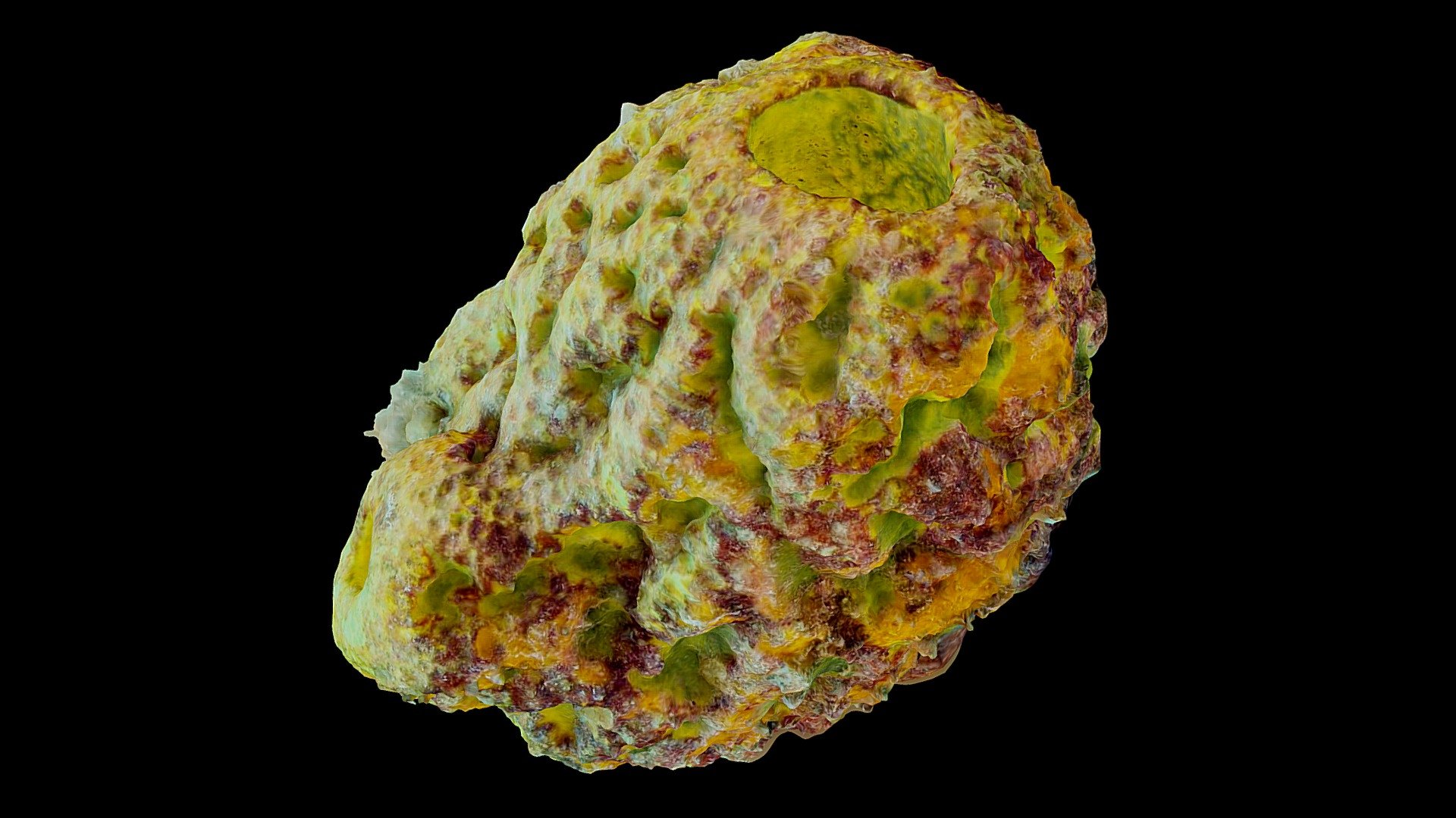 #27: Aplysina lacunosa
