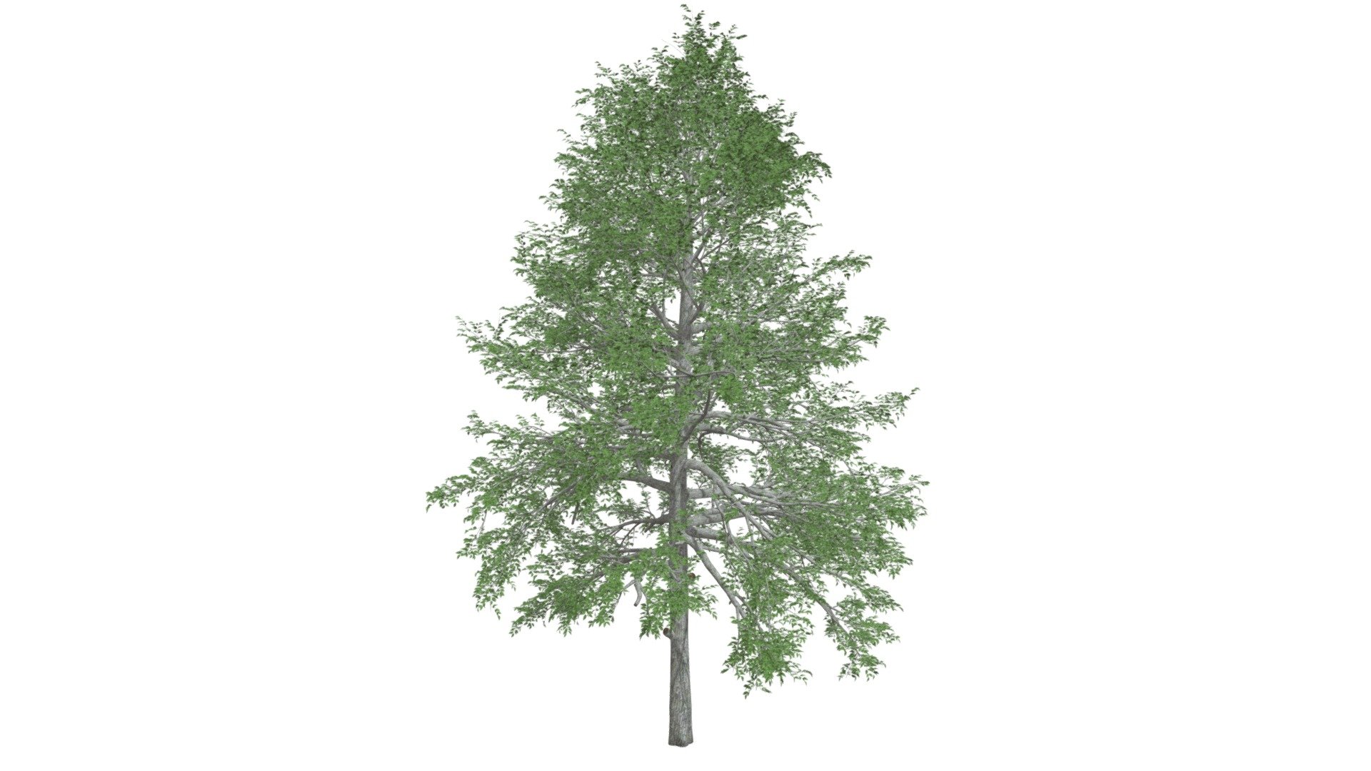 Black Gum Tree #01 - Buy Royalty Free 3D model by meshshape [c8dfb7a ...