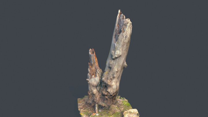 Tree Trunk 3D Model