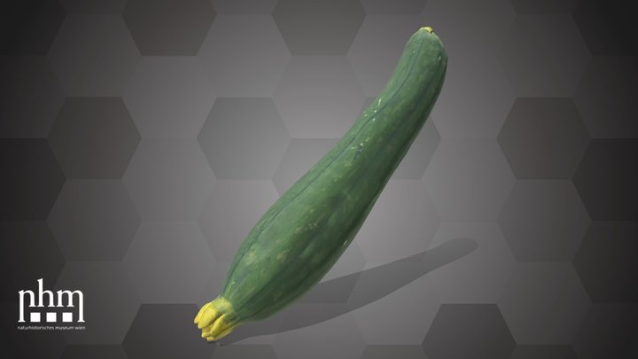 Cucumber (NHMW-AFW-DING-0046-134) – Modèle 3D gratuit STL
