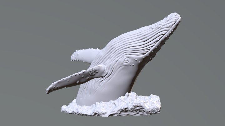 Humpback Whale Head Off The Water-3D Printable 3D Model