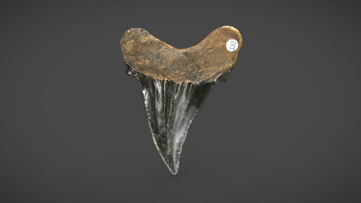 Fossil Megalodon Shark Tooth 3D Model