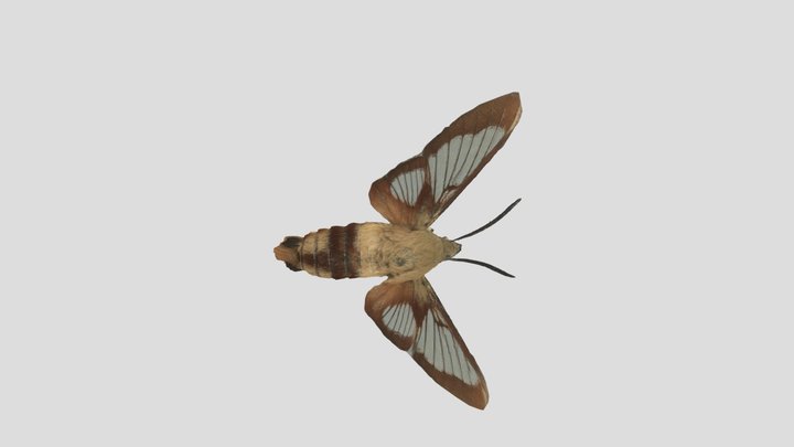 Hummingbird Clearwing 3D Model