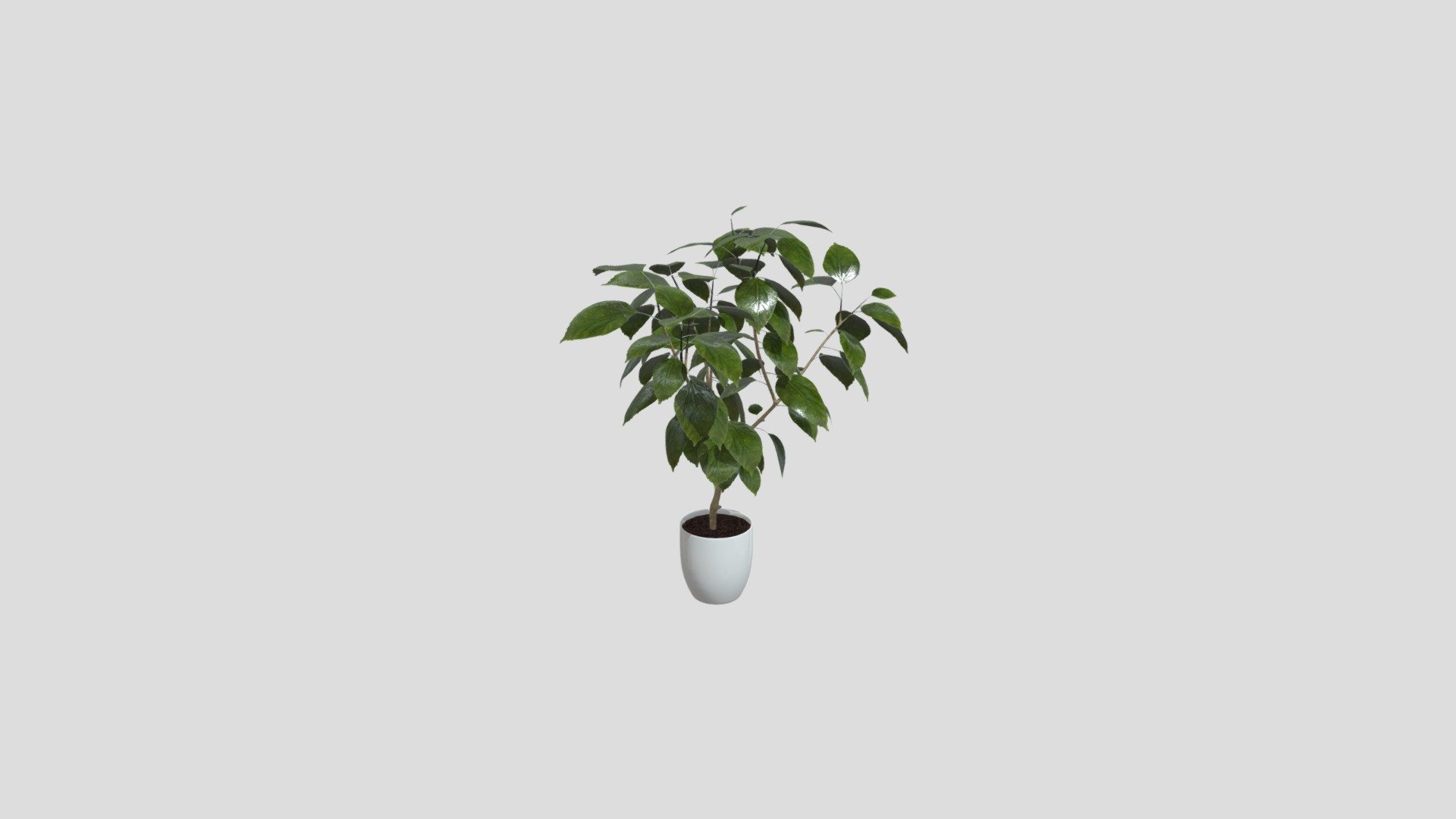 Potted Plant 3D model by uhhhmily [c8ec8c7] Sketchfab