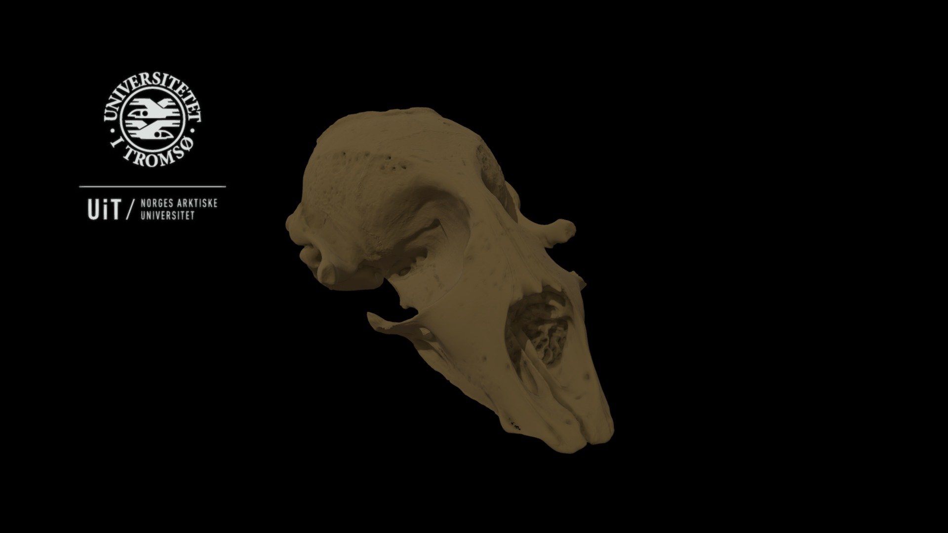 Seal skeleton: Scull, high detail with texture