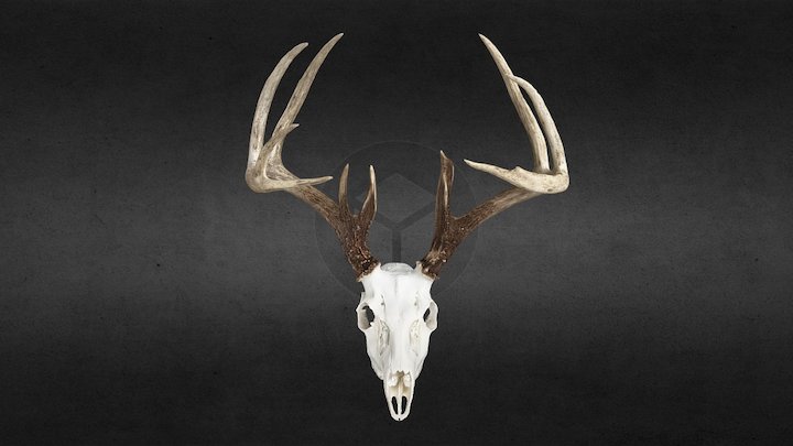 Jeremy Hewitt 3D Model
