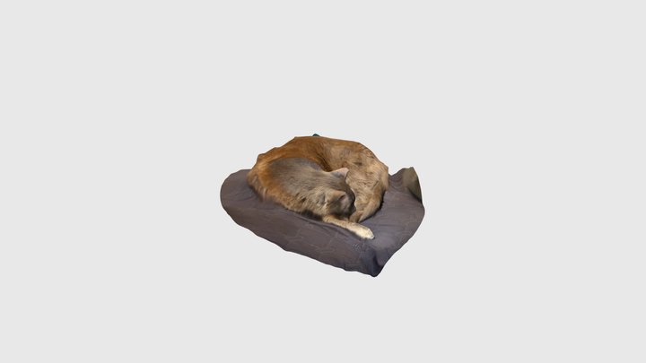 Catto scan with scaniverse 3D Model