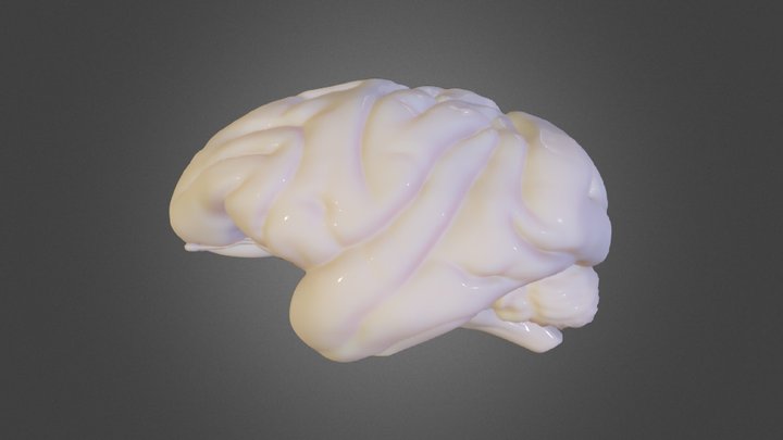 Macaca Mulatta Brain Only 3D Model