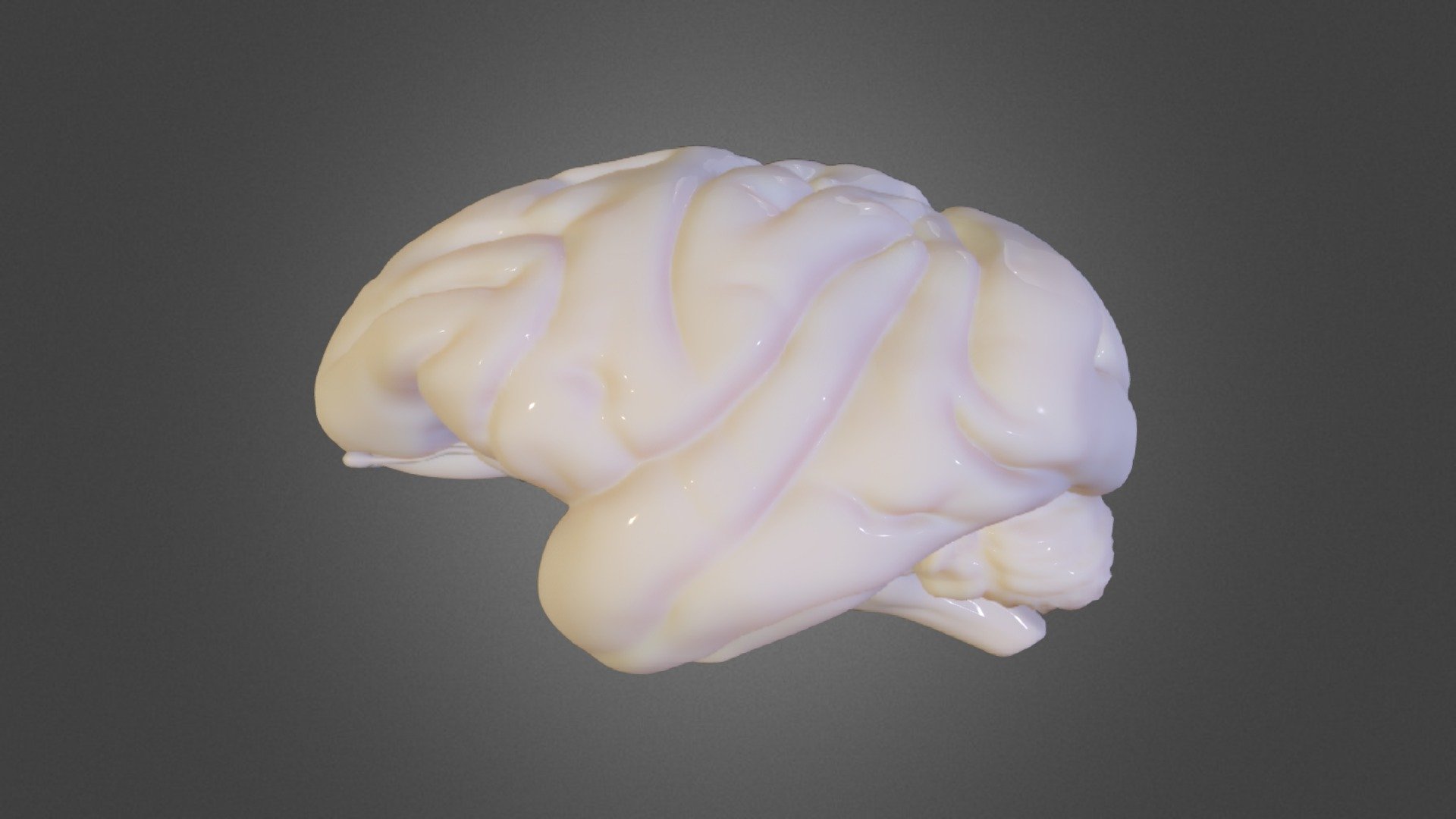 Macaca Mulatta Brain Only - 3D model by kelly.bullock.art [c8f1f8a ...