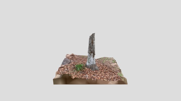 Tree Scan 3D Model