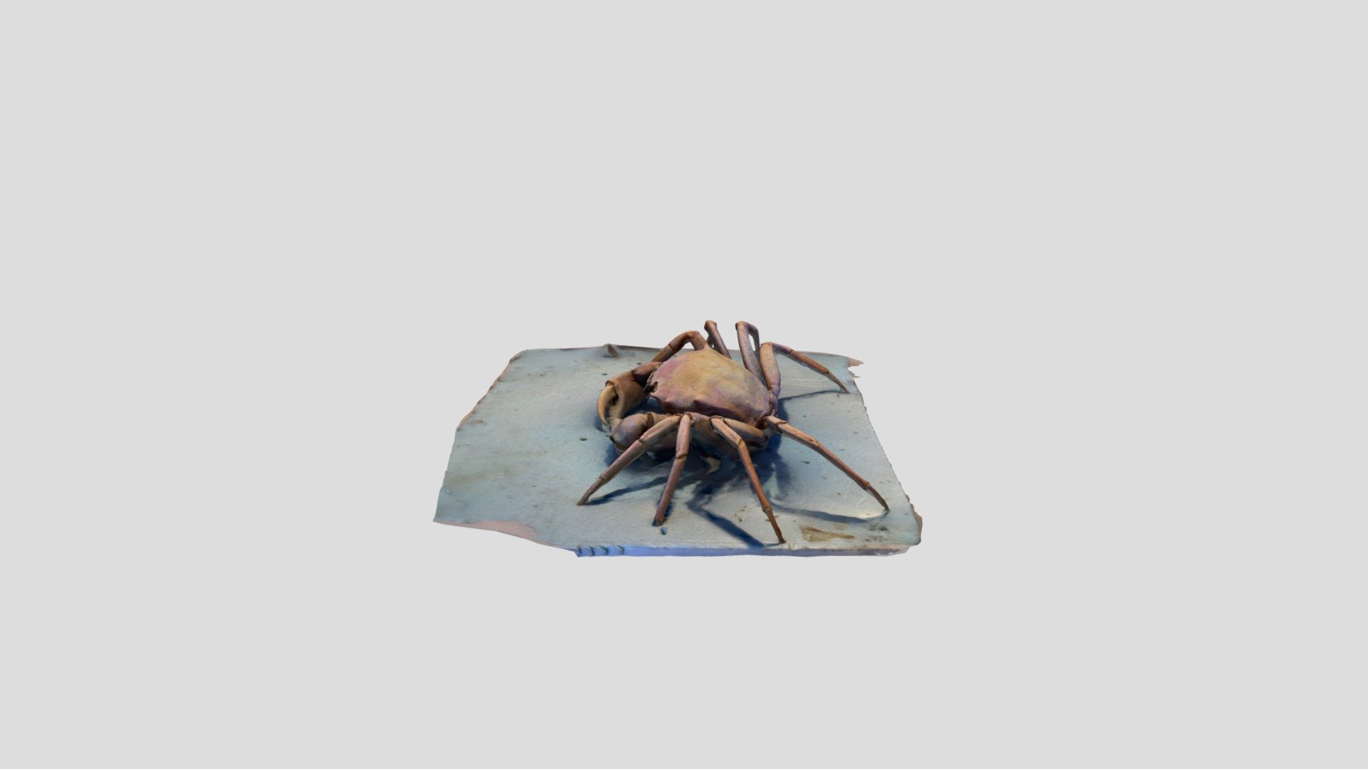 Polycam capture