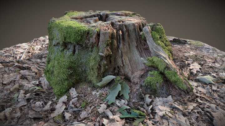Tree Stump 3D Model