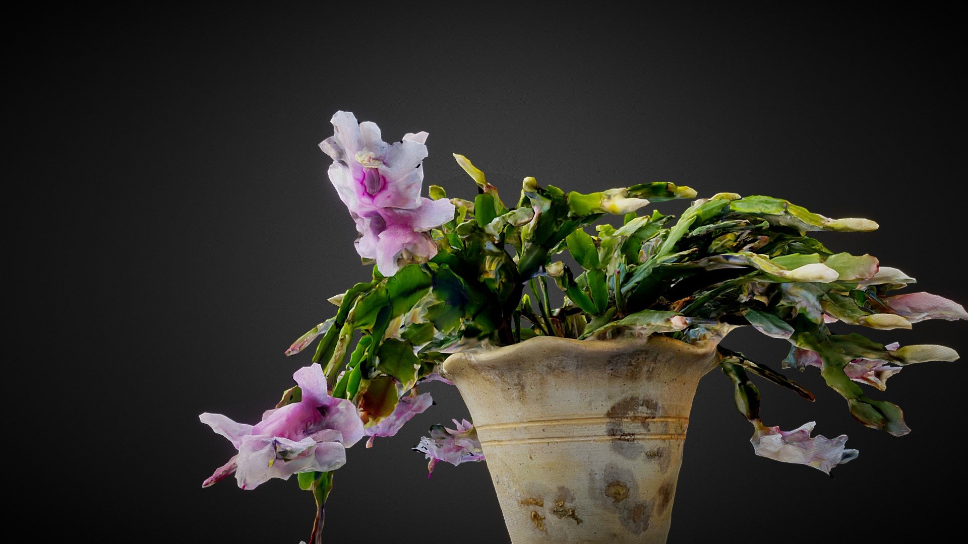 Flowering Thanksgiving Cactus