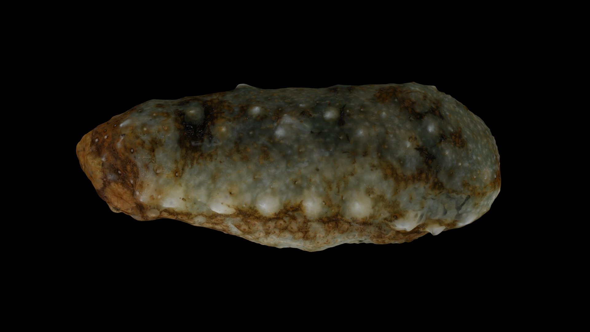 マナマコ Blue Sea Cucumber, Apostichopus armata