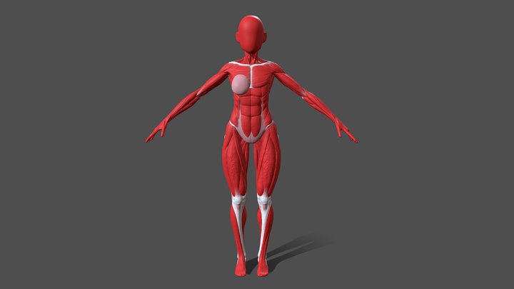Female body anatomy - ecorche 3D Model