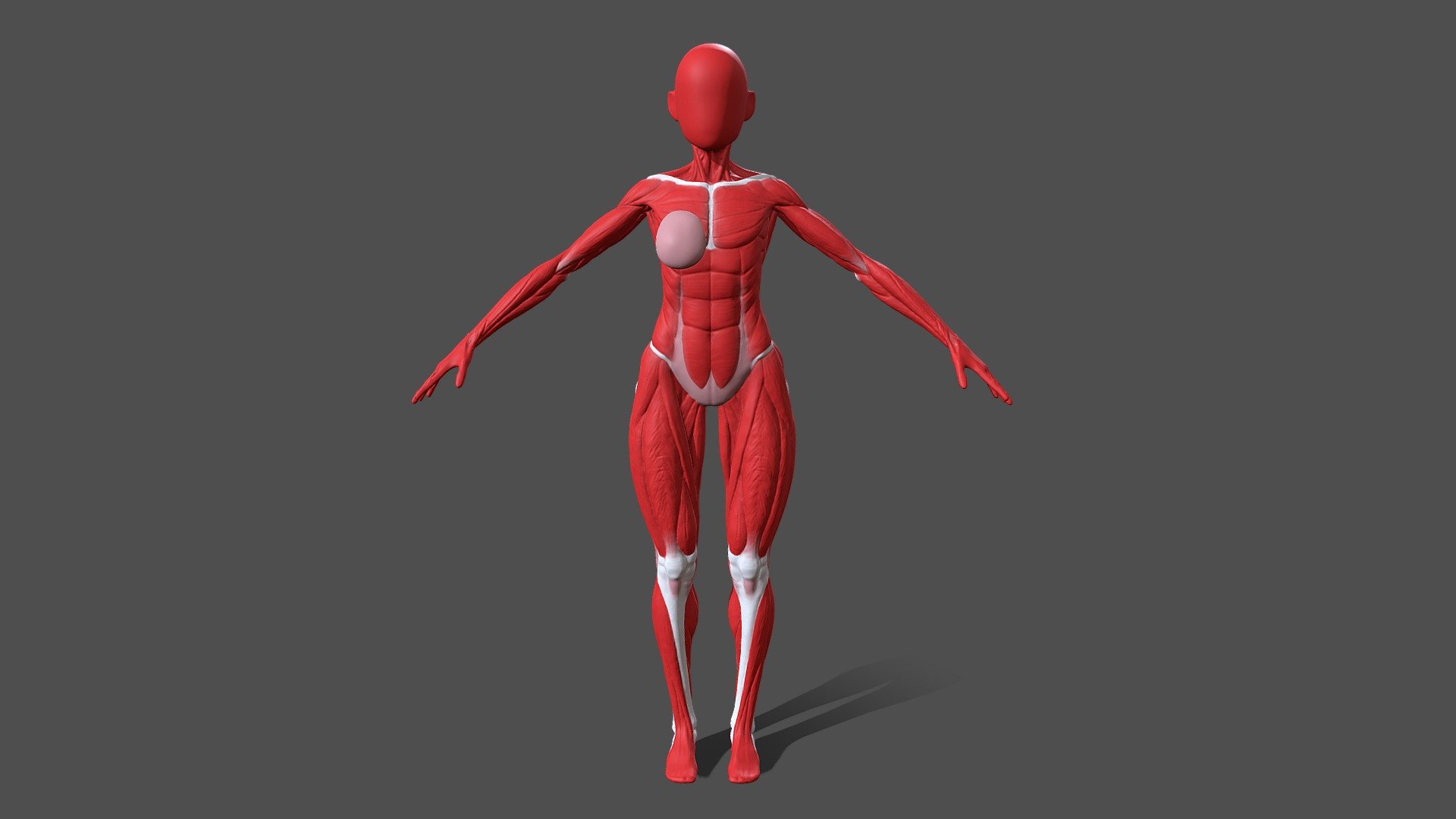 Female body anatomy - ecorche - 3D model by Modelsir [c8fdb30] - Sketchfab