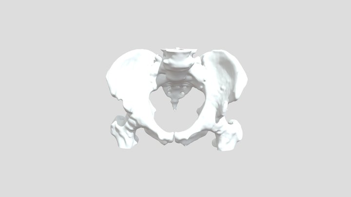 Real Male Pelvis 3D Model
