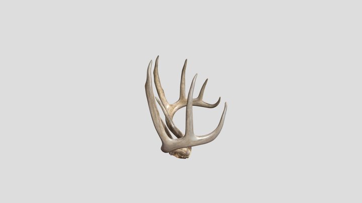 Logan Whitetail Deer (TONY) 2022 3D Model