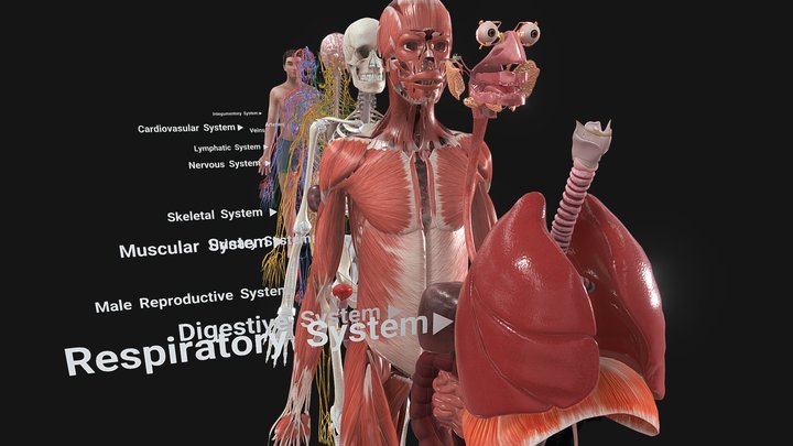 Complete Human Anatomy 3D Model
