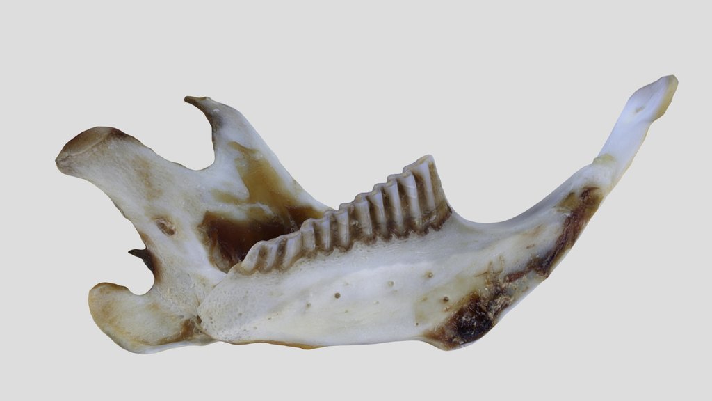 UWYMV:Mamm:4126, P. intermedius, Left Mandible