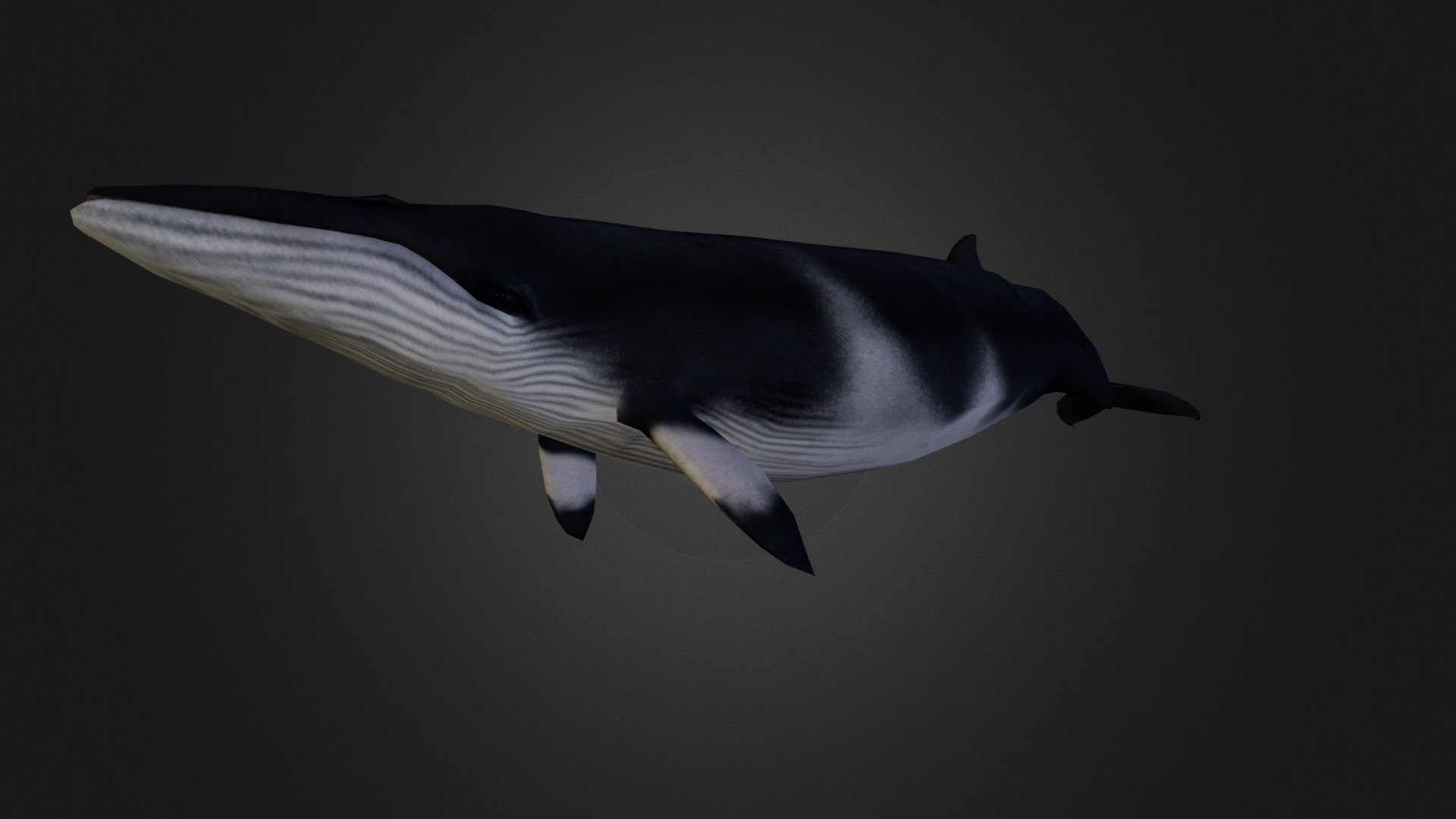 Whale Southern Minke Pose - 3D model by Bill Nguyen (@bill_nguyen ...