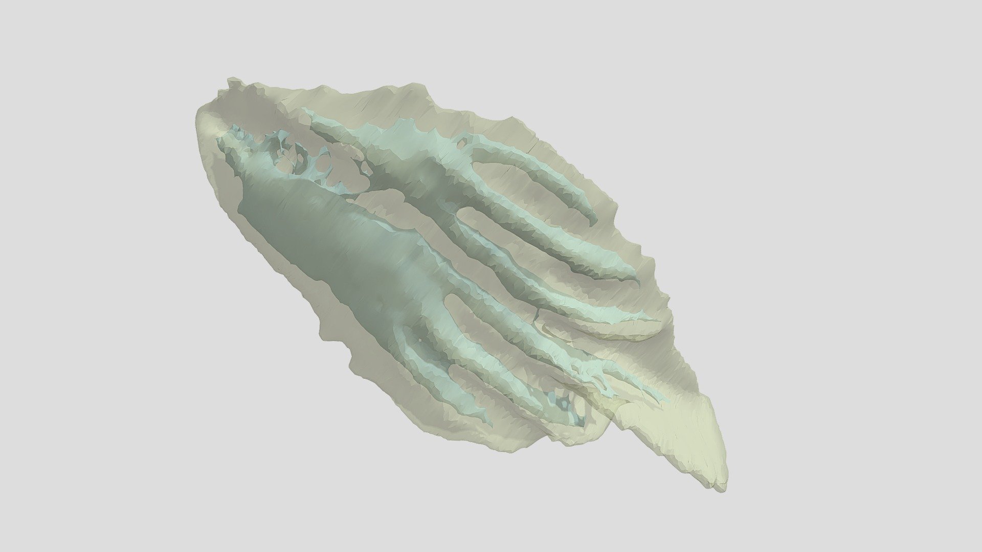Histological model