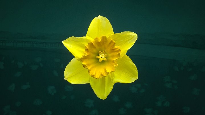 Narcissus (Daffodil) 3D Model