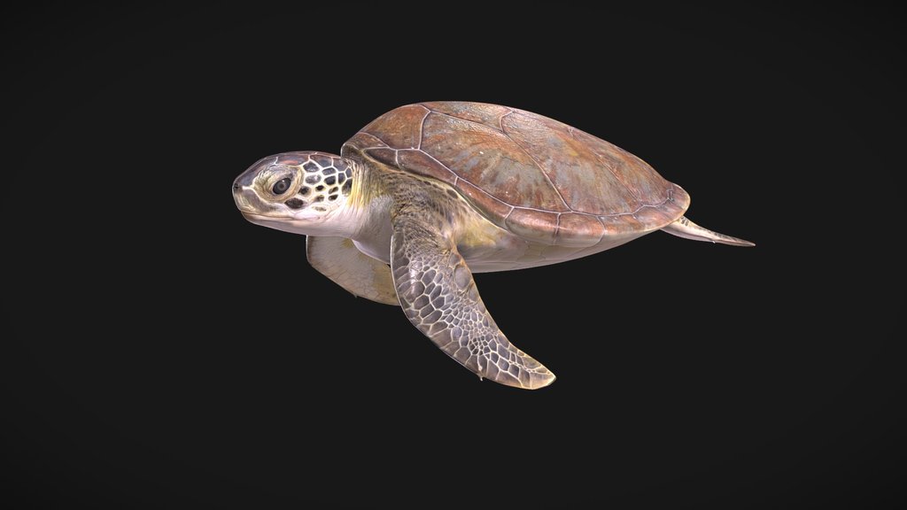 Model 72B - Juvenile Green Sea Turtle