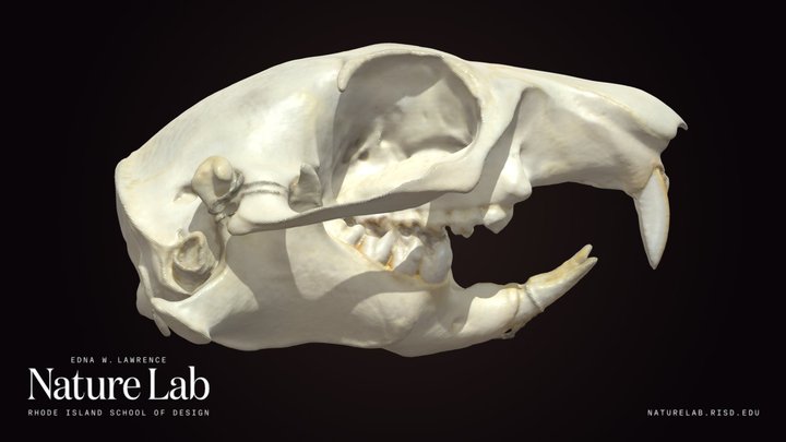 Prairie Dog Skull
