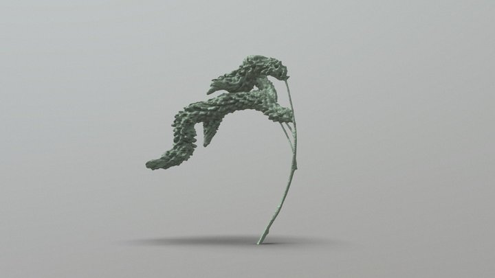 Wild flower study 3D Model