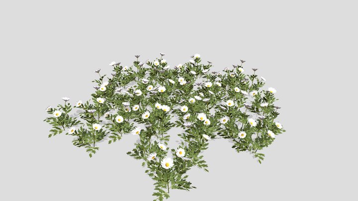 Daisies – Modello 3D gratuito STL