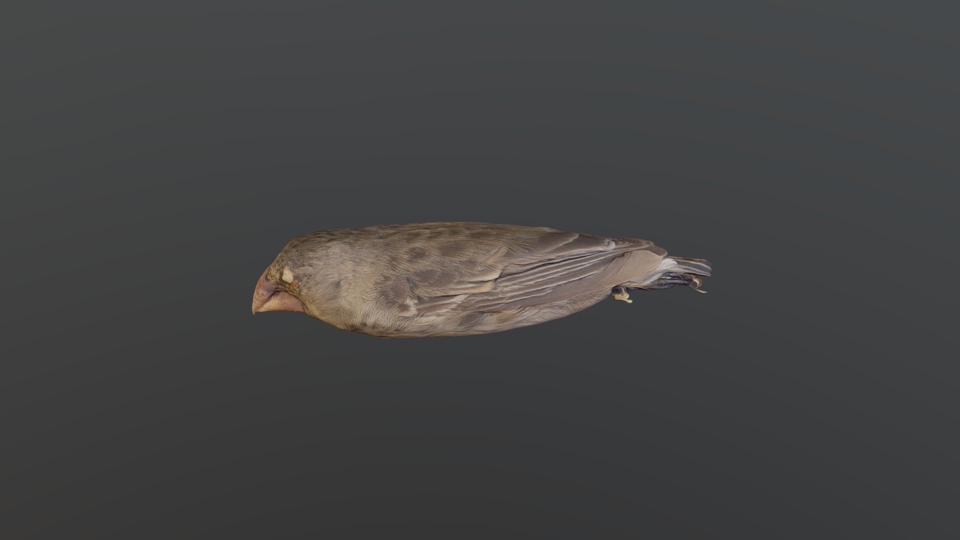 Medium Ground-Finch - Geospiza fortis