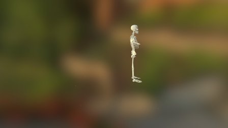 esqueleto 3D Model