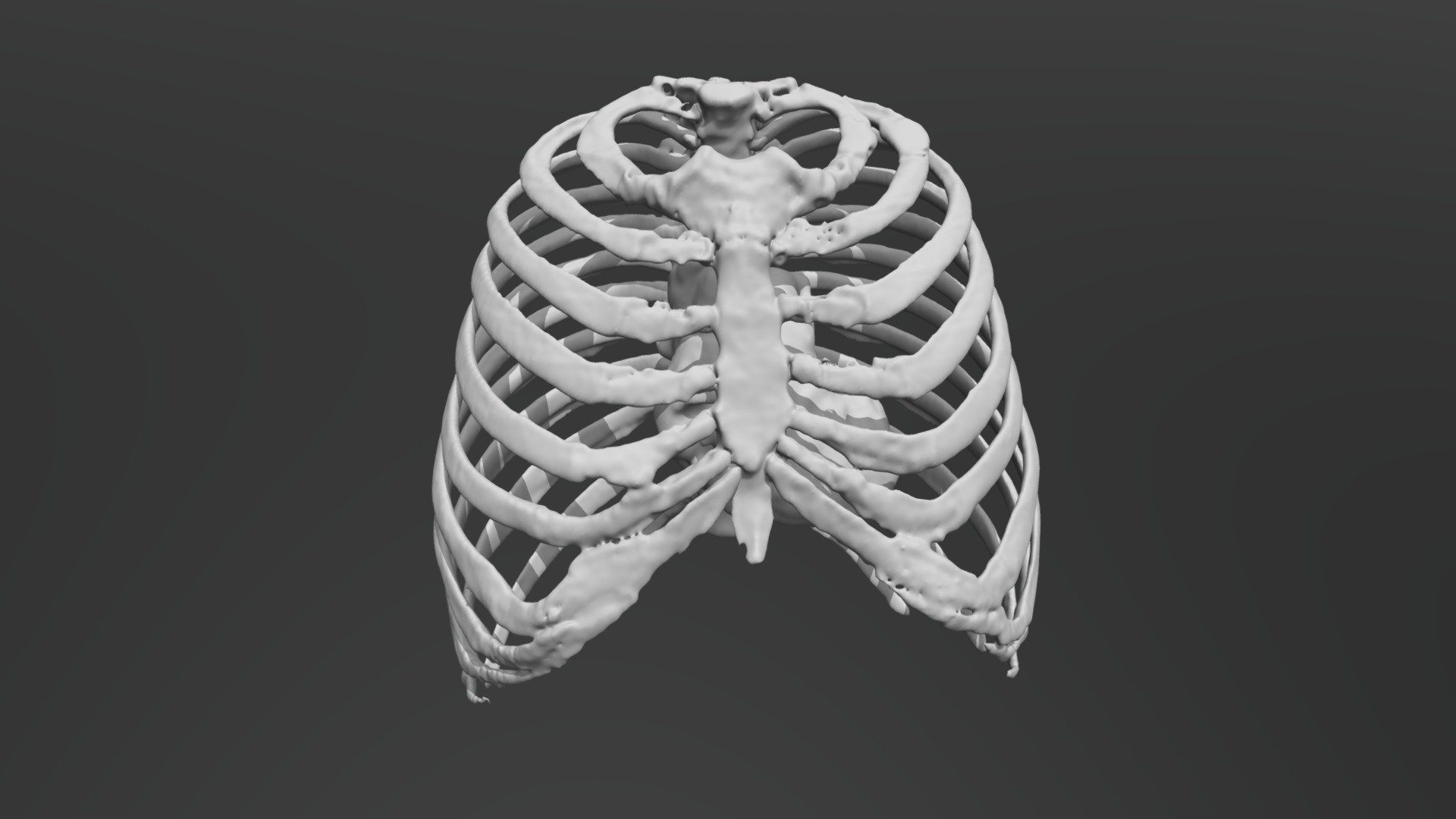 Thorax - Download Free 3D model by valchanov [c918b12] - Sketchfab