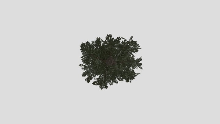 Tree Texturing Study 3D Model