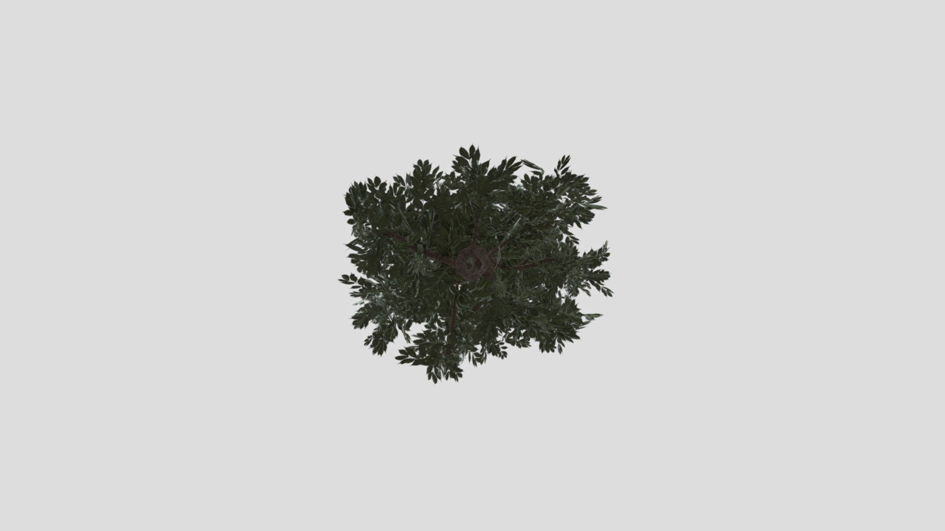 Tree Texturing Study - 3D model by Fatma.Hussein1 [c918f4f] - Sketchfab