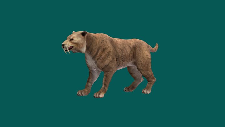 Tiger 3D models - Sketchfab