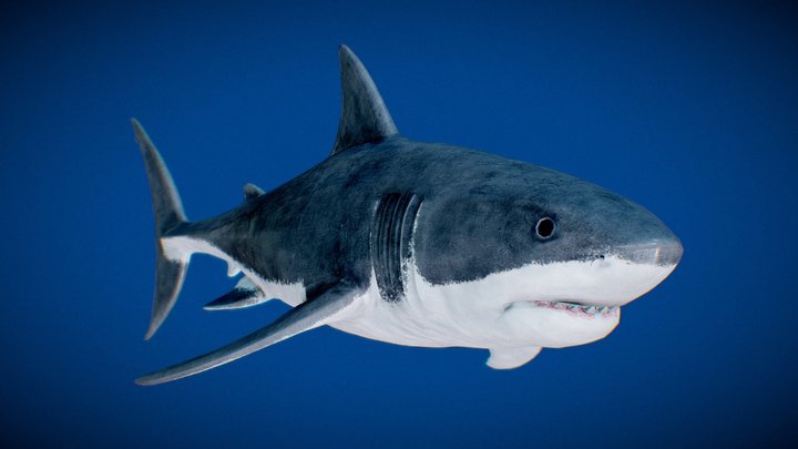 Great White Shark (Retopo_Model) 3D Model