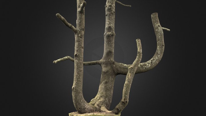 Abies 3D Model