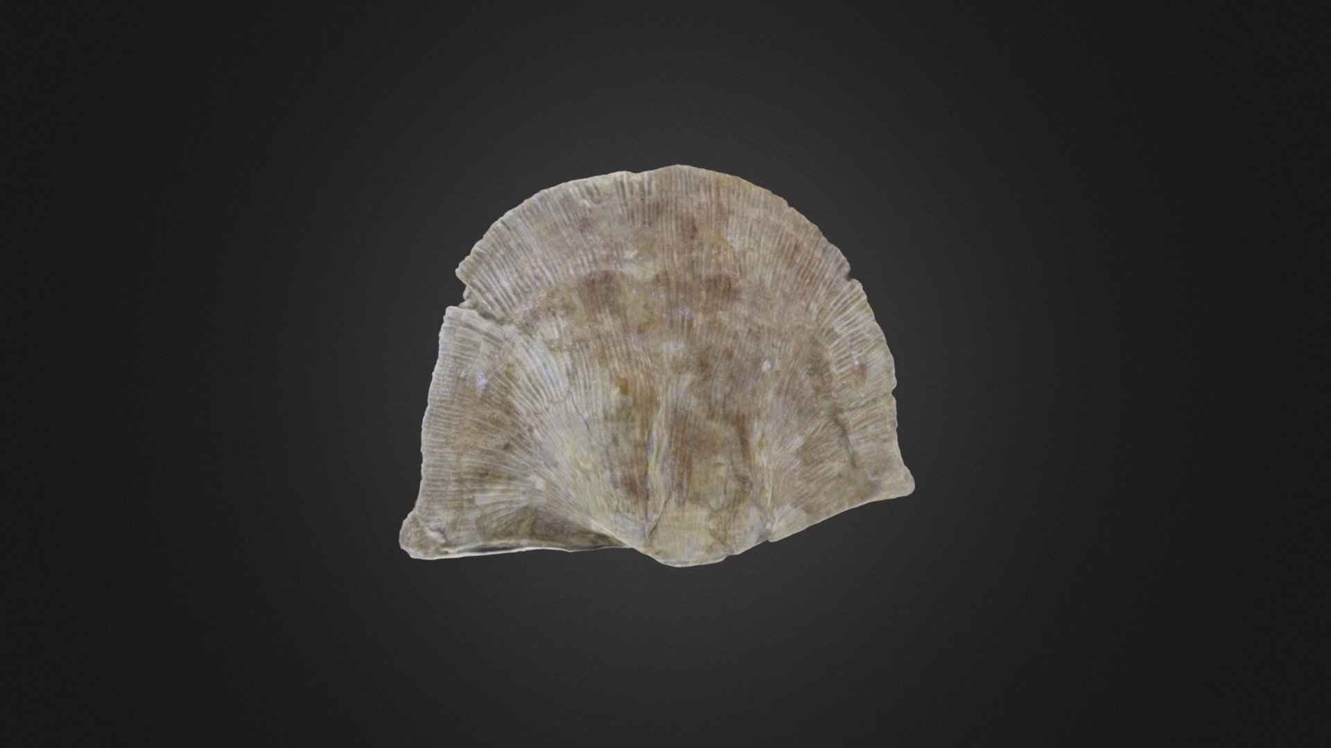 Brachiopod: Derbyia buchi (PRI 50612)