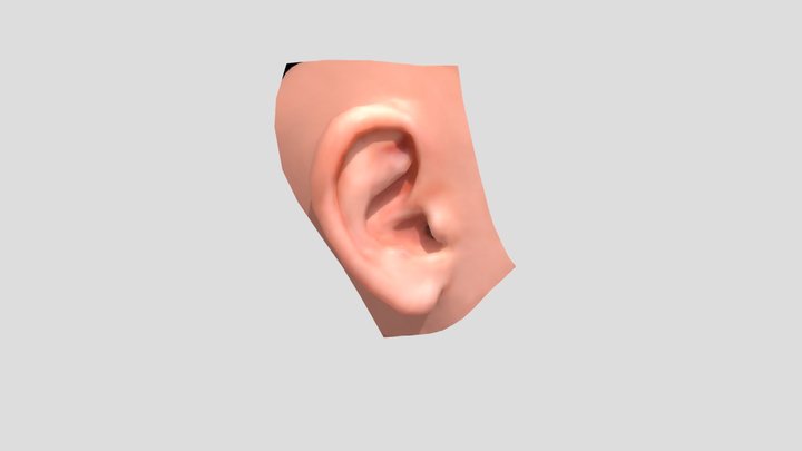 Ear_EVEE 3D Model