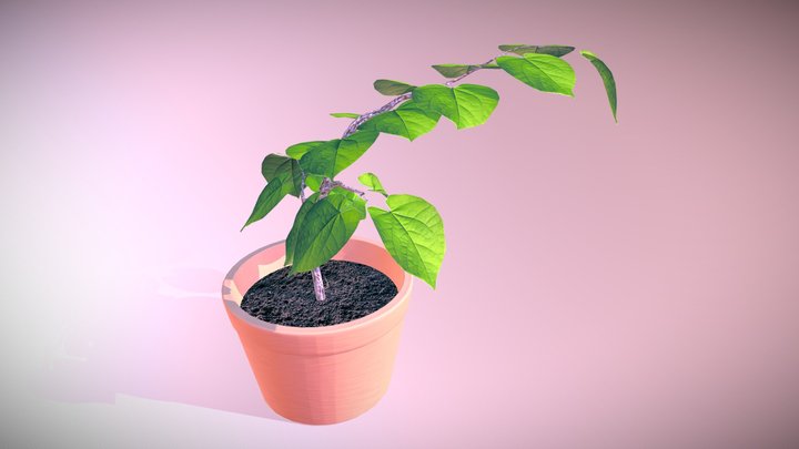 Redbud Tree Seedling Week 8 Plant Ryann Davis 3D Model